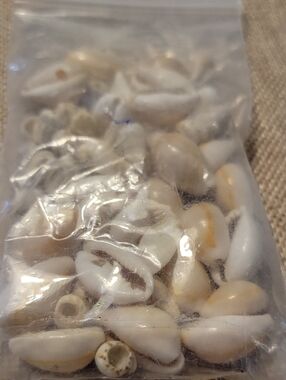 🐚 Shells for crafts